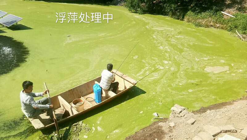 雄安纳污坑塘及重点支干渠水质净化工程项目（第三标段）